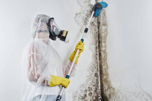 Best Health and Safety Mold Remediation in Chanhassen, MN