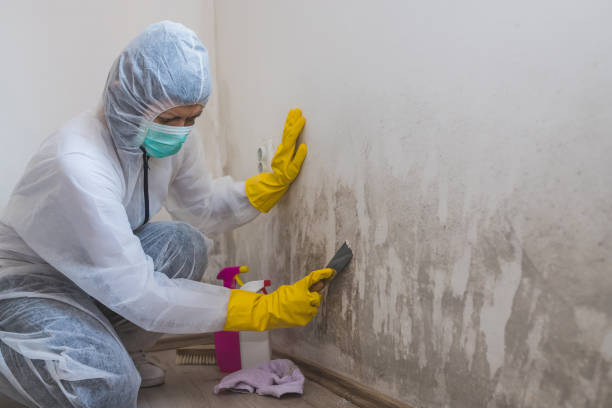 Best Basement Mold Remediation in Chanhassen, MN