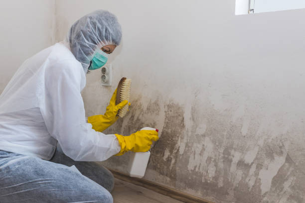 Chanhassen, MN Mold Remediation Company