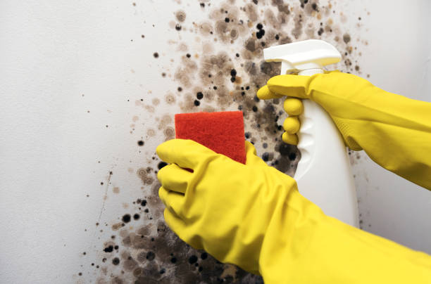 Best Post-Flood Mold Remediation in Chanhassen, MN